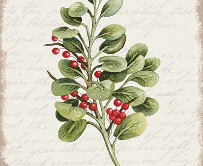 CIN3279 - Berries Christmas Botanical - 12x16 Online now