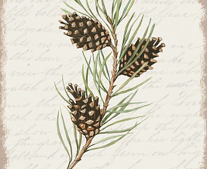 CIN3281 - Pine Cone Botanical I - 12x16 Hot on Sale