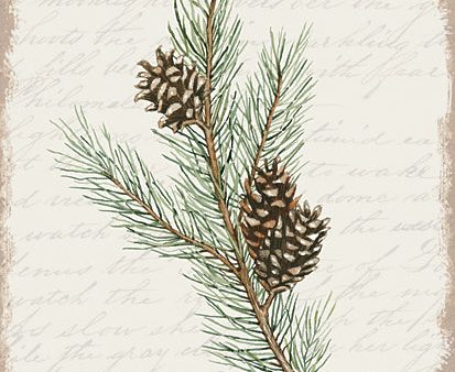 CIN3282 - Pine Cone Botanical II - 12x16 Cheap