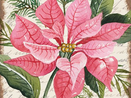 CIN3271 - Pink Poinsettia Botanical - 12x12 Discount